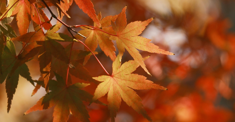 A Local Guide to Making the Most of Fall in Naperville